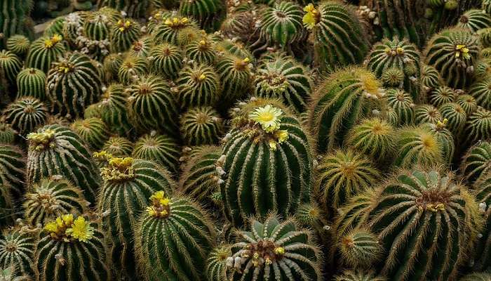 Cactus collection at Pine View Nursery, near Sericulture Research Institute Kalimpong.