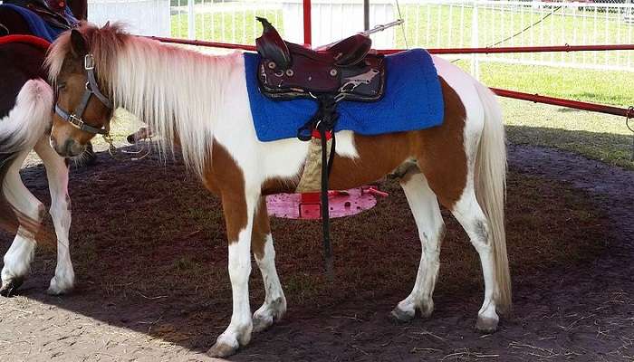 Enjoy pony rides near Tangmarg Kashmir.