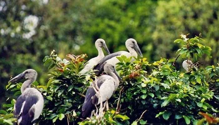 The best season to visit the Pakshipathalam bird sanctuary is between October March