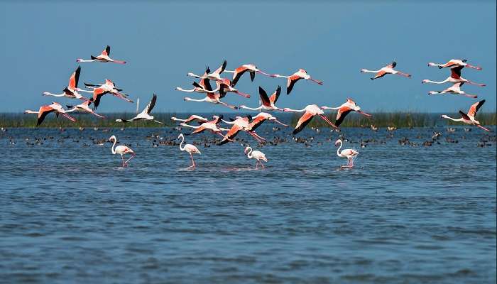 Flamingoes on Chilika Lake