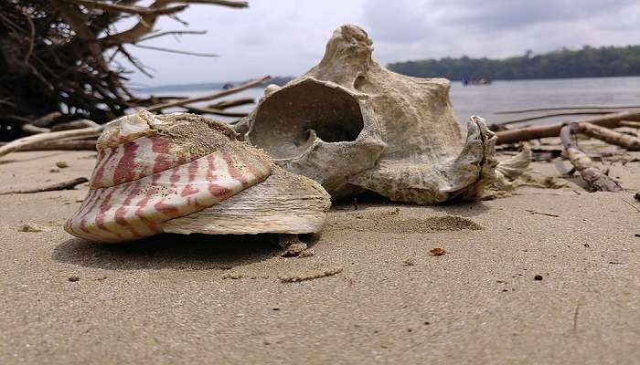 Explore the amazing Red Skin Island near Chidiya Tapu