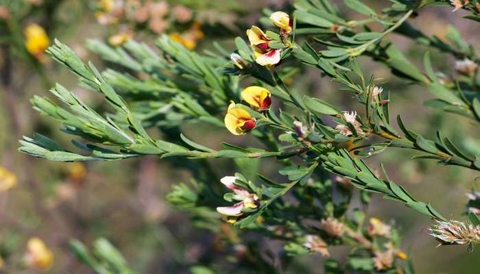 Pultenaea platyphylla in the Warby-Ovens National Park