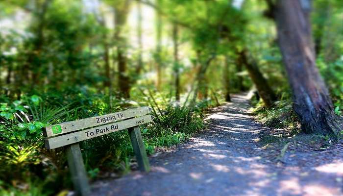 The peaceful Titirangi Reserve lake