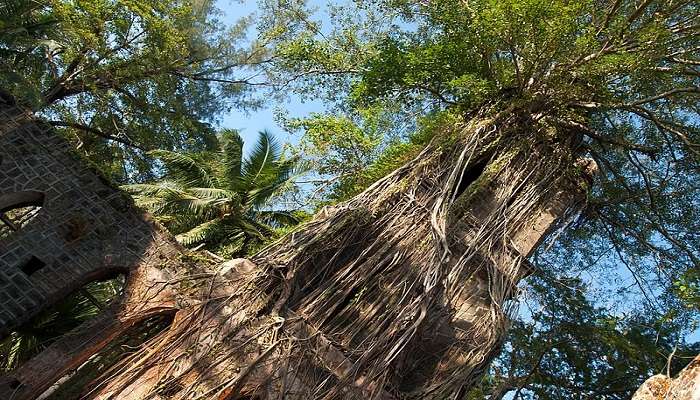 Discover the historic Ross Island in Andaman near Chidiya Tapu