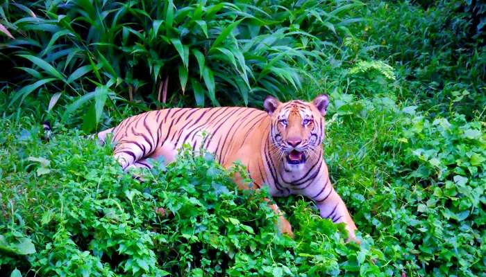 Enjoy the adventurous time in Sepahijala Wildlife Sanctuary