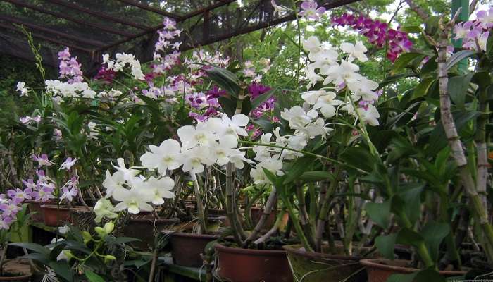 See orchids at Sessa Orchid Sanctuary, which is one of the best places To Visit In Bhalukpong