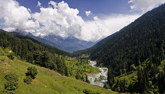 Dense forest at Shikargah Jammu