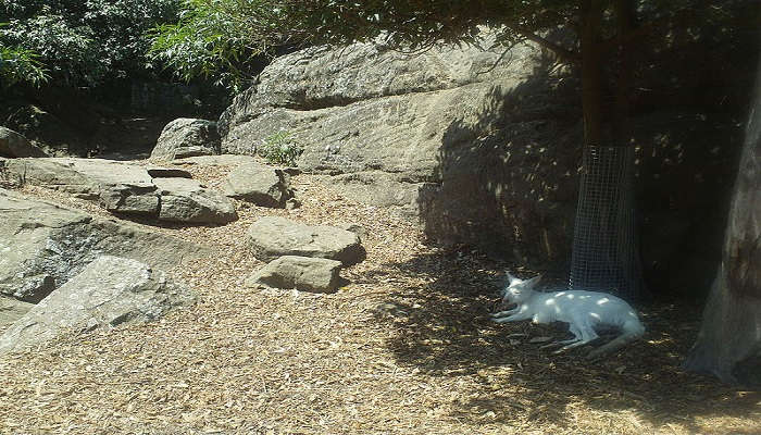 View of animals in the zoo