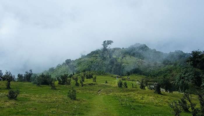 Wild yaks at Singalila National Park, a must see place near Lloyd Botanical Garden.