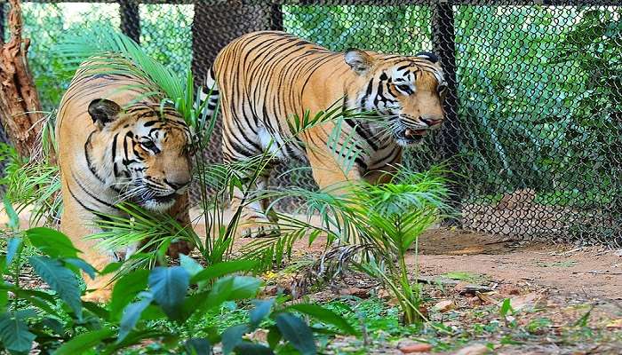 Spend time watching the stars of the Mysore Zoo