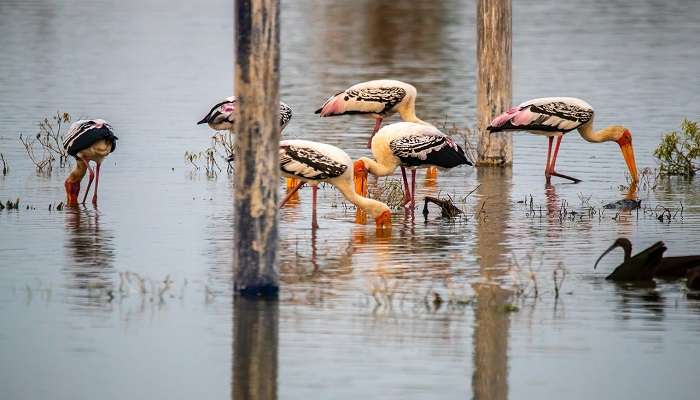 Native birds at the Te Anau Bird Sanctuary are the finest Things to do in Te Anau 