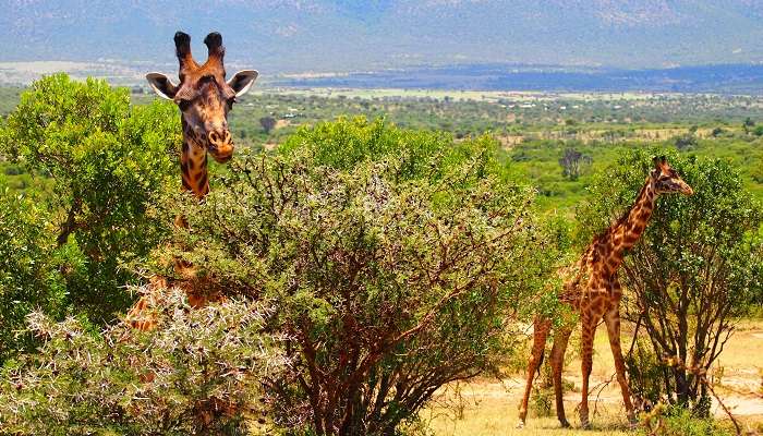 The ideal time for visiting the Tsavo East National Park is the dry season