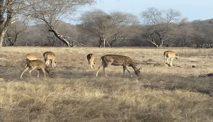 Deers grazing near Kachida Valley in Ranthambore