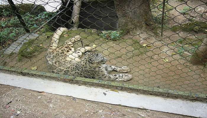 Entrance to Padmaja Naidu Zoo near Gumbadara Viewpoint.