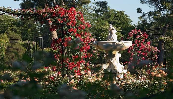 A vibrant display of roses in Rose Garden