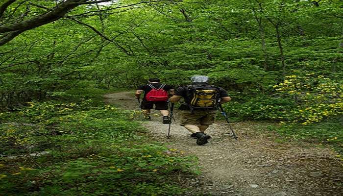 The scenic hiking trails leading to Omanawa Falls