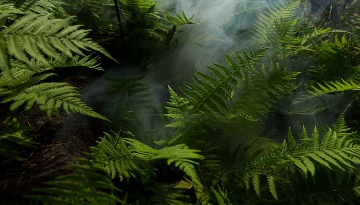 The lush rainforest surrounding Omanawa Falls