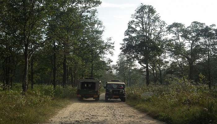 Safari rides at Wayanad Bamboo Forest