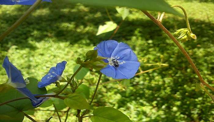 Colourful flowers blooming in Bangalore.