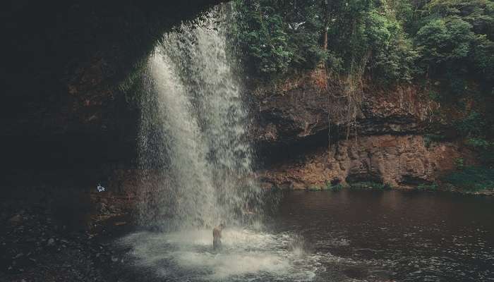 Witnessing Spice Plantation in Goa is a popular tourist activity near Kesarval Waterfalls