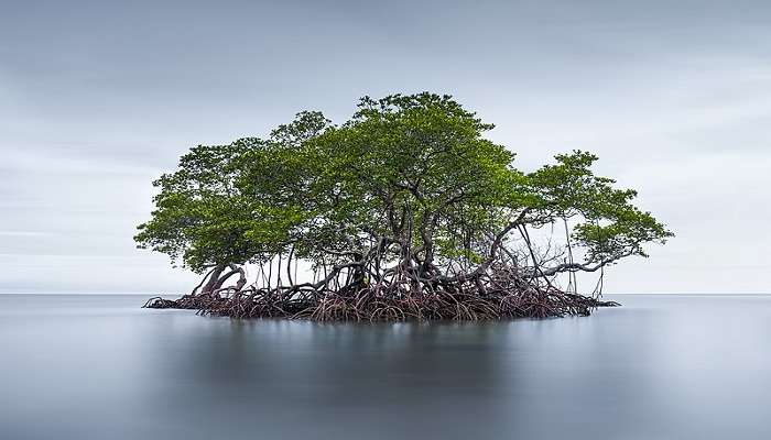 Visit the captivating mangrove forests