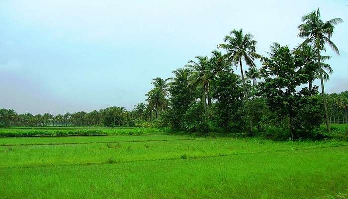 see the beautiful Thrikkakara paddy fields located in Thrikkakara