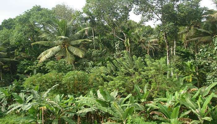 visit the beautiful lush green Thrikkakara Spice Gardens located near Thrikkakara