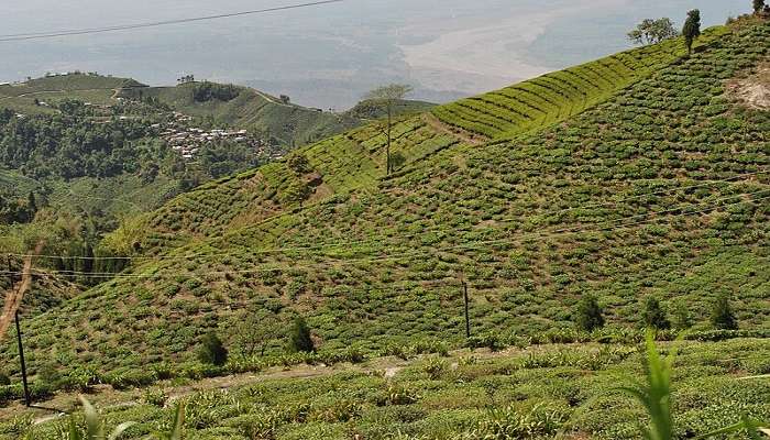 Tea gardens in Mirik, West Bengal.