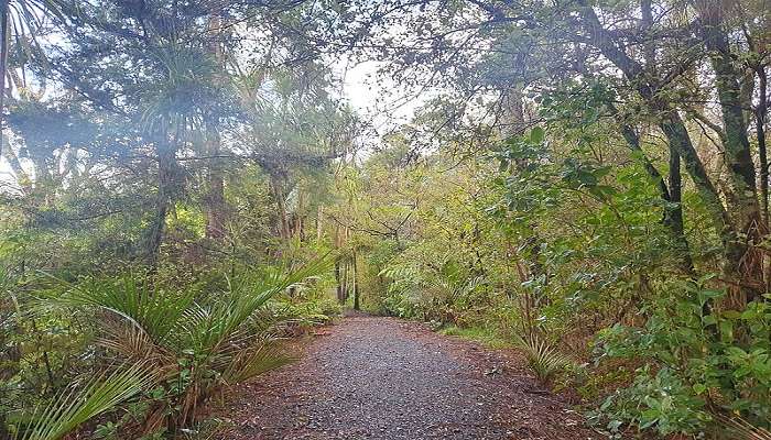 A scenic walking trail in Titirangi Reserve