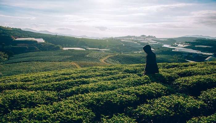 Sprawling tea gardens near Lamahatta. 