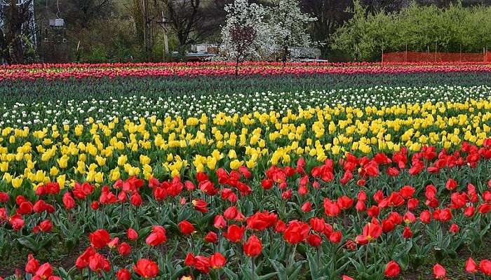 Indira Gandhi Memorial Tulip Garden in Srinagar.