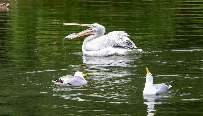 A group of pelicans at VOC Park near Echanari Vinayagar Temple