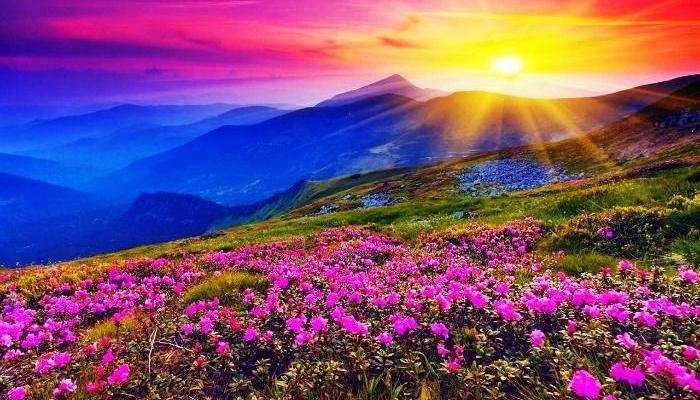 Beautiful Valley Of Flowers National Park near Gurso Bugyal in Uttarakhand. 