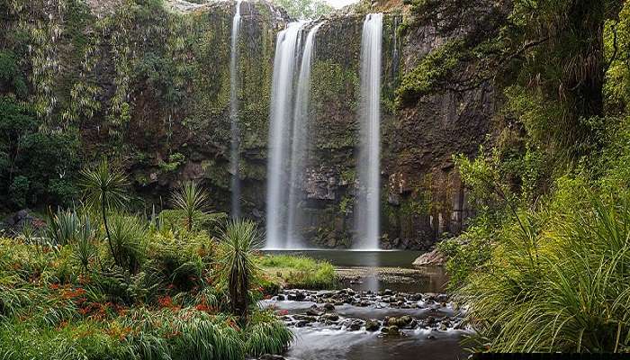 Witnessing the Greenery with Stunning Whangārei Falls is one of the best things to do in Whangārei