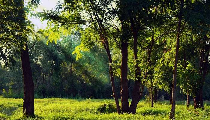 The reserve is located approximately 10 km from Mussoorie's main town