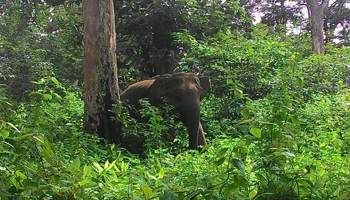  spotting elephants is common in Wayanad Wildlife Sanctuary