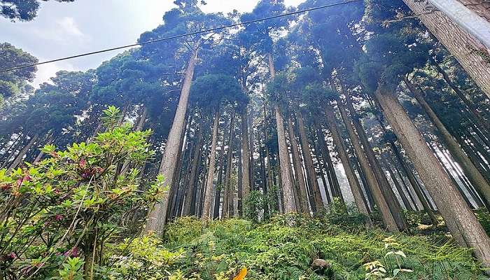 The beautiful and tall old trees in Darjeeling.