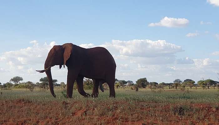 There are more than 500 species of birds at the Tsavo East National Park