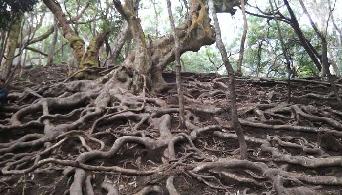 The roots of trees near Guna Caves