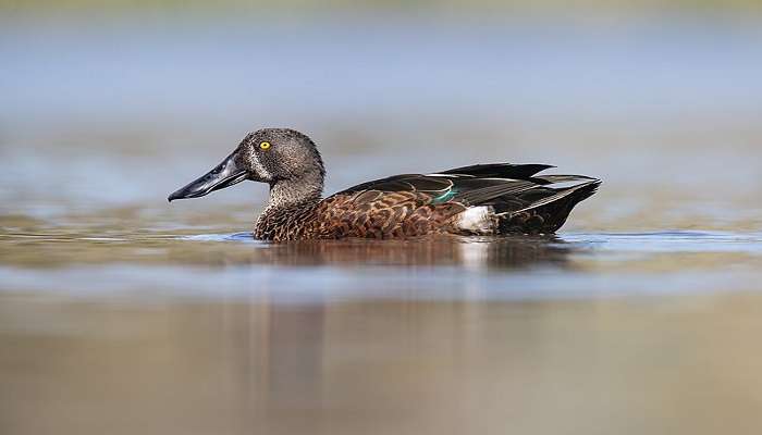 Wildlife In Australia, one of the top things to do in warrnambool.