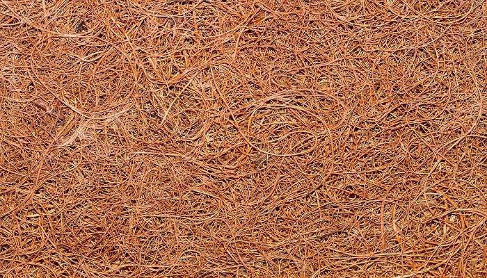 Coconut husks being sun dried for the coir making process 