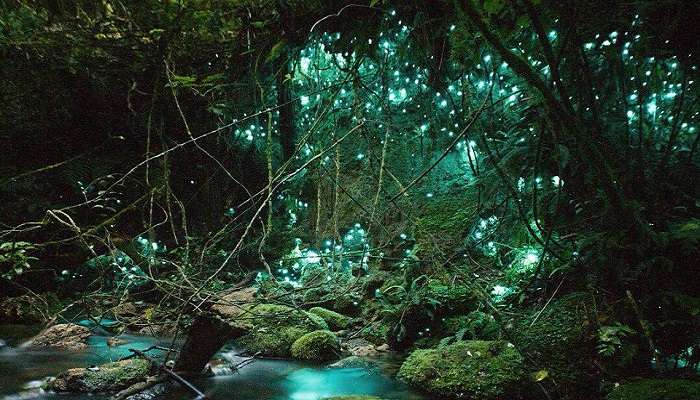 The aesthetic view of the Glowworm Dell, Things to do in Hokitika.