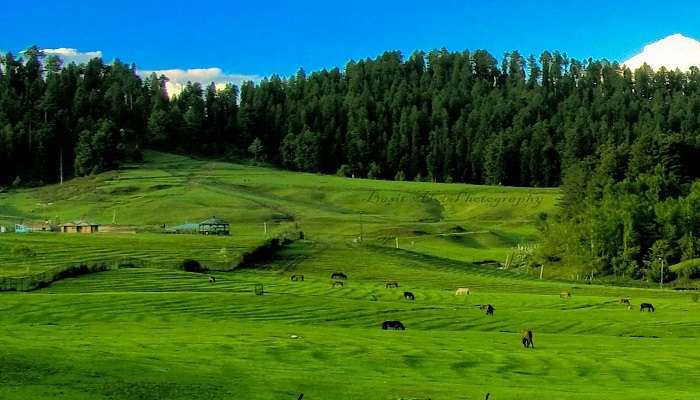 Snow-capped mountains and lush forests