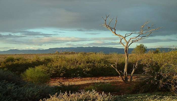 A tree at the Australian Arid Lands Botanic Garden, Port Augusta West, South Australia