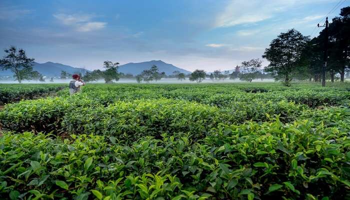 दार्जिलिंग अपनी स्वादिष्ट चाय के लिए दुनिया भर में प्रसिद्ध है