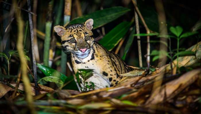  Have a wonderful experience at Clouded Leopard National Park.