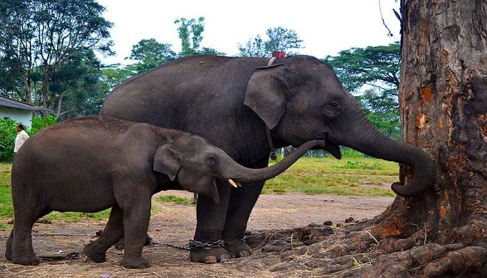 Elephant playing in waters at Dubare Elephant Camp Coorg. 