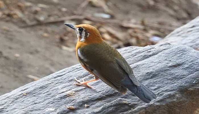 Orange-headed thrush bird watching in Podanur