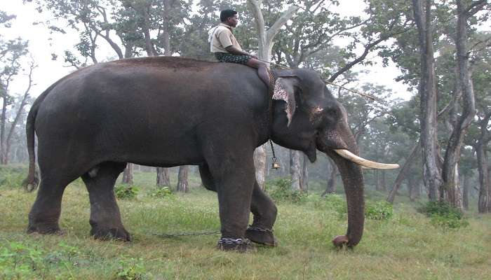 A photograph of elephant