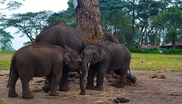 Elephant family in Coorg. 